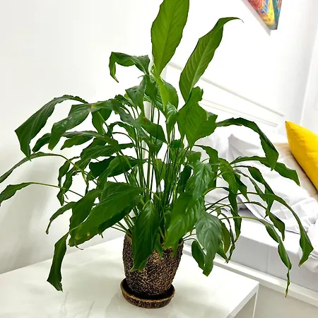 Osapart In A Complex Great Britain * Lviv