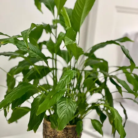 Apartament Osapart In A Complex Great Britain Lwów