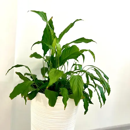 Osapart In A Complex Great Britain Daire