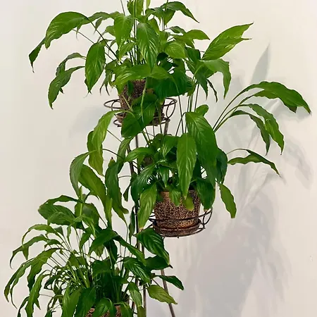 Osapart In A Complex Great Britain Lejlighed Lviv