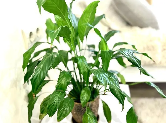 Osapart In A Complex Great Britain Appartement *