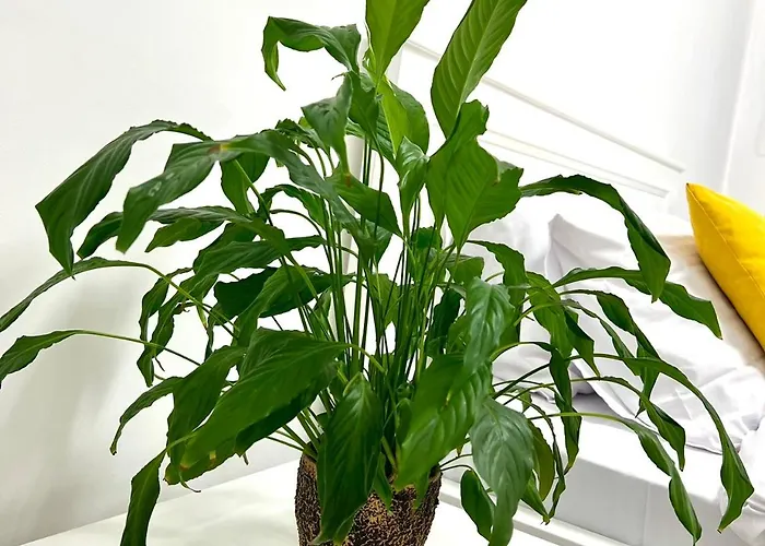 Osapart In A Complex Great Britain * Львов