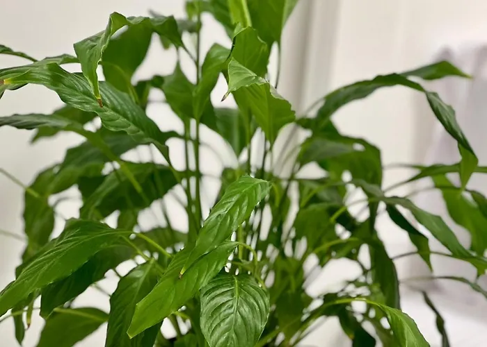 Апартаменты Osapart In A Complex Great Britain Львов