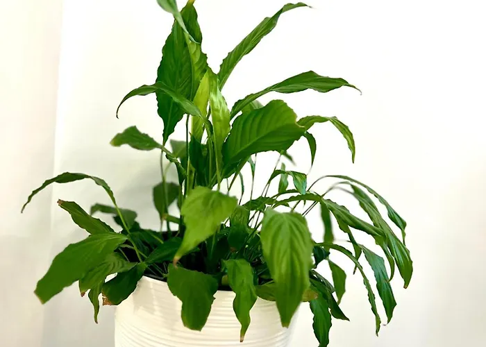 Osapart In A Complex Great Britain Lejlighed