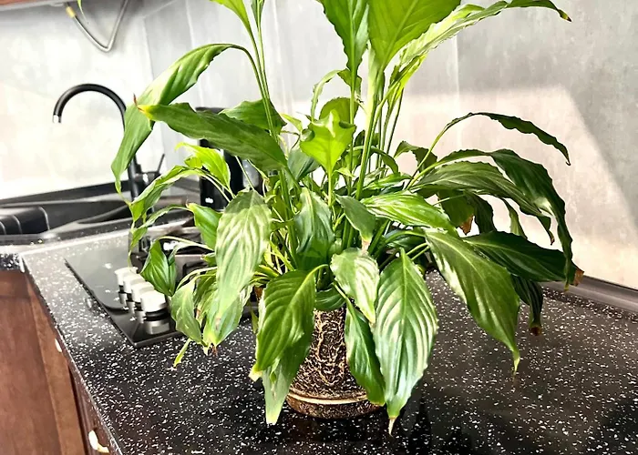 Osapart In A Complex Great Britain Appartement